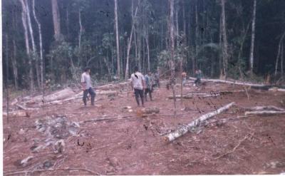deforestacion en campeche